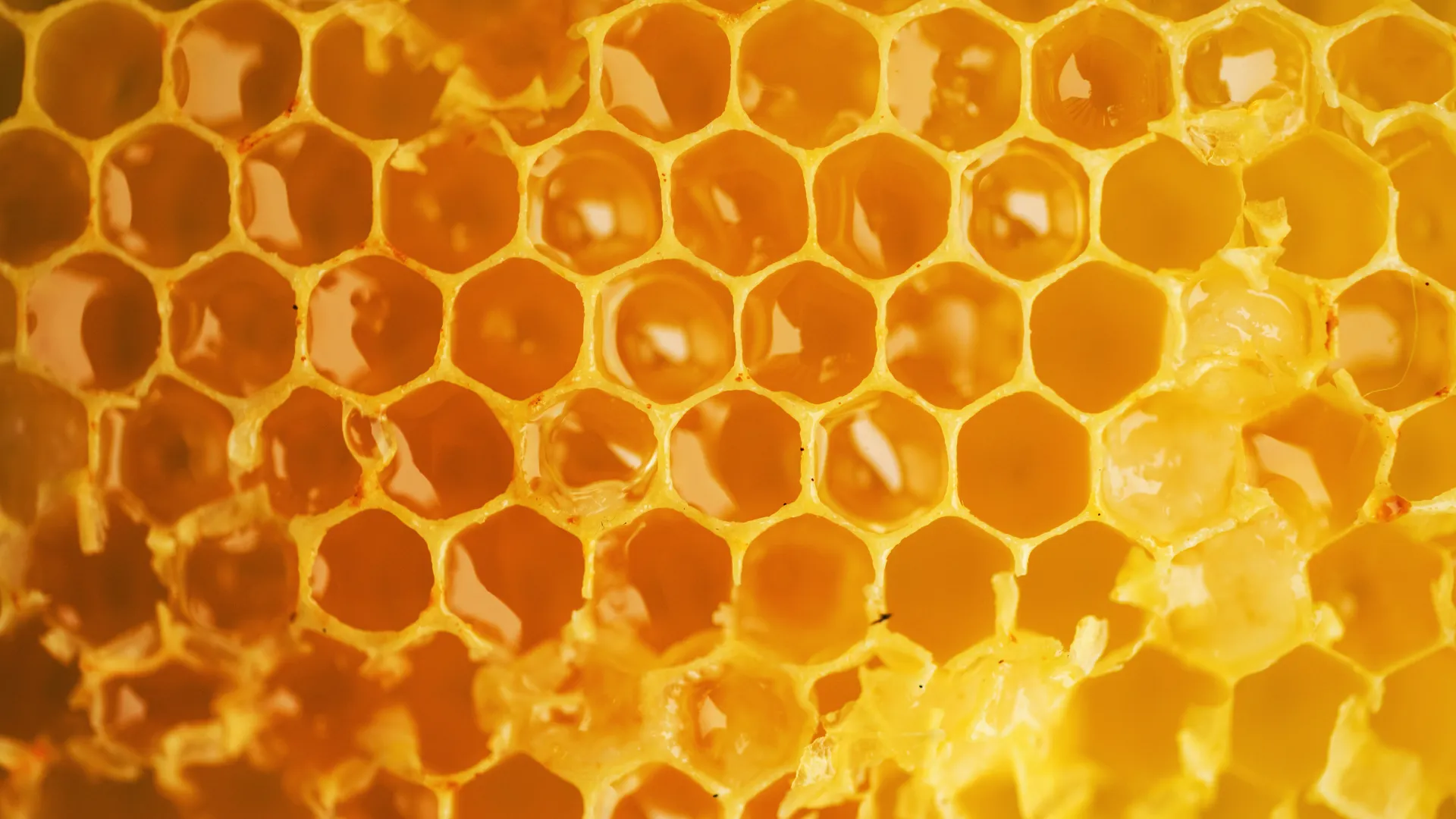 HONEY COMB